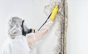 Best Mold Odor Removal Services  in Norco, LA